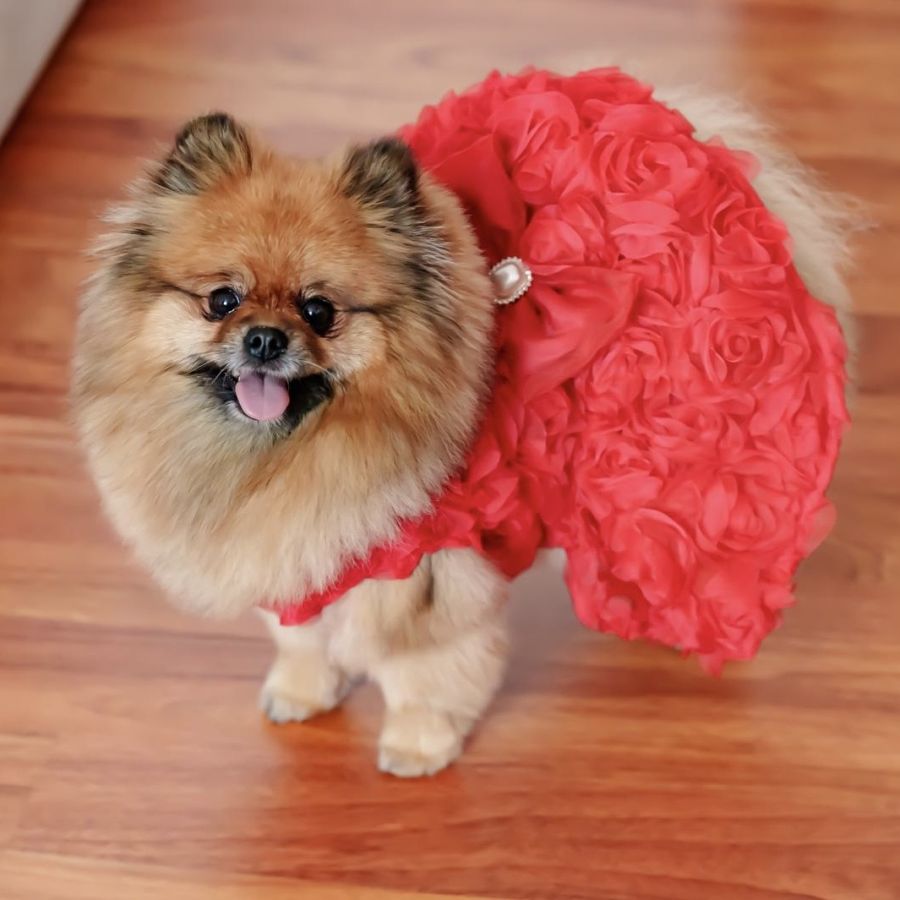 Rochie rosie cu trandafiri 3D pentru catei si pisici XS-S-M