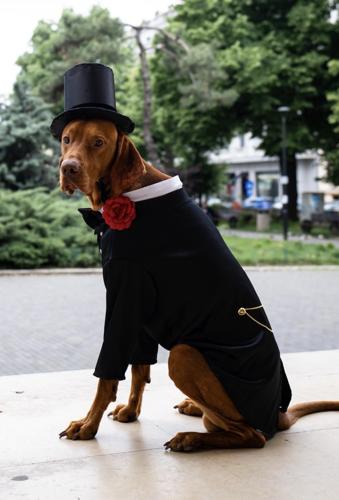 Frac tuxedo royal cu papion pentru catei si pisici L-XL-XXL-XXXL