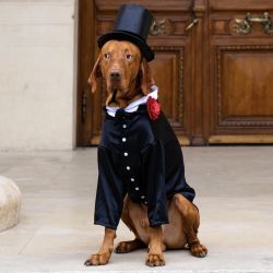 Frac tuxedo royal cu papion pentru catei si pisici L-XL-XXL-XXXL