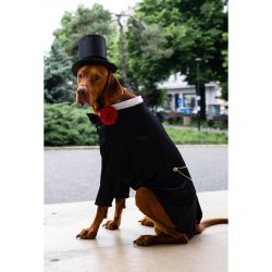 Frac tuxedo royal cu papion pentru catei si pisici L-XL-XXL-XXXL