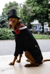 Frac tuxedo royal cu papion pentru catei si pisici L-XL-XXL-XXXL