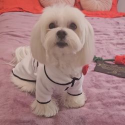 Halat luxos pufos spa pentru catei si pisici L-XL-XXL-XXXL