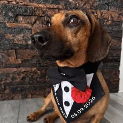 Bandană elegantă pentru animale: câini și pisici, „Save the Date”, personalizată cu data nunții.