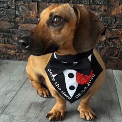 Bandană elegantă pentru animale: câini și pisici, „Save the Date”, personalizată cu data nunții.