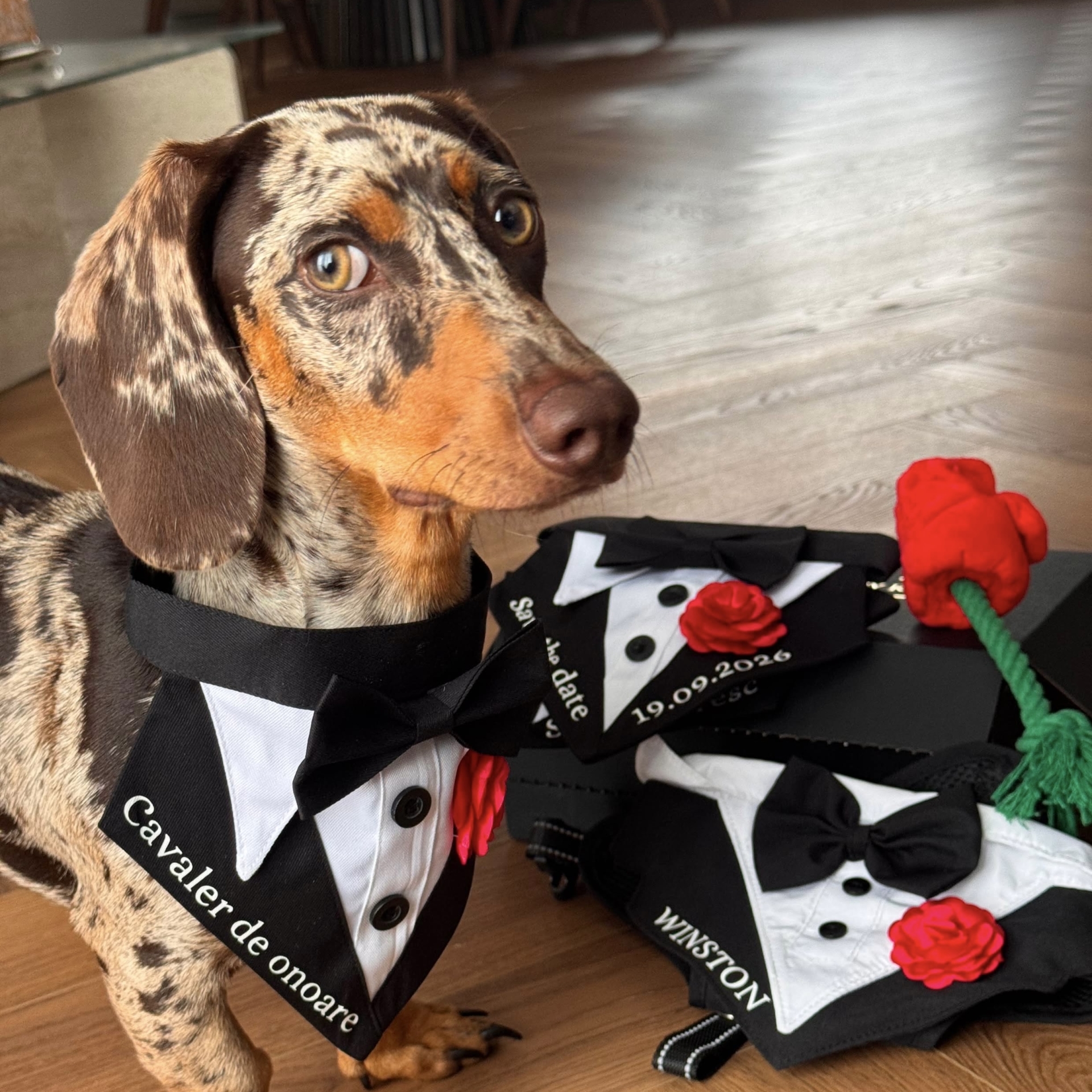 Bandana tuxedo eleganta pentru gat pentru catei si pisici cavaler de onoare