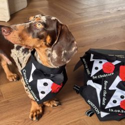 Bandana tuxedo eleganta pentru gat pentru catei si pisici cavaler de onoare