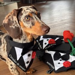 Bandana tuxedo eleganta pentru gat pentru catei si pisici cavaler de onoare