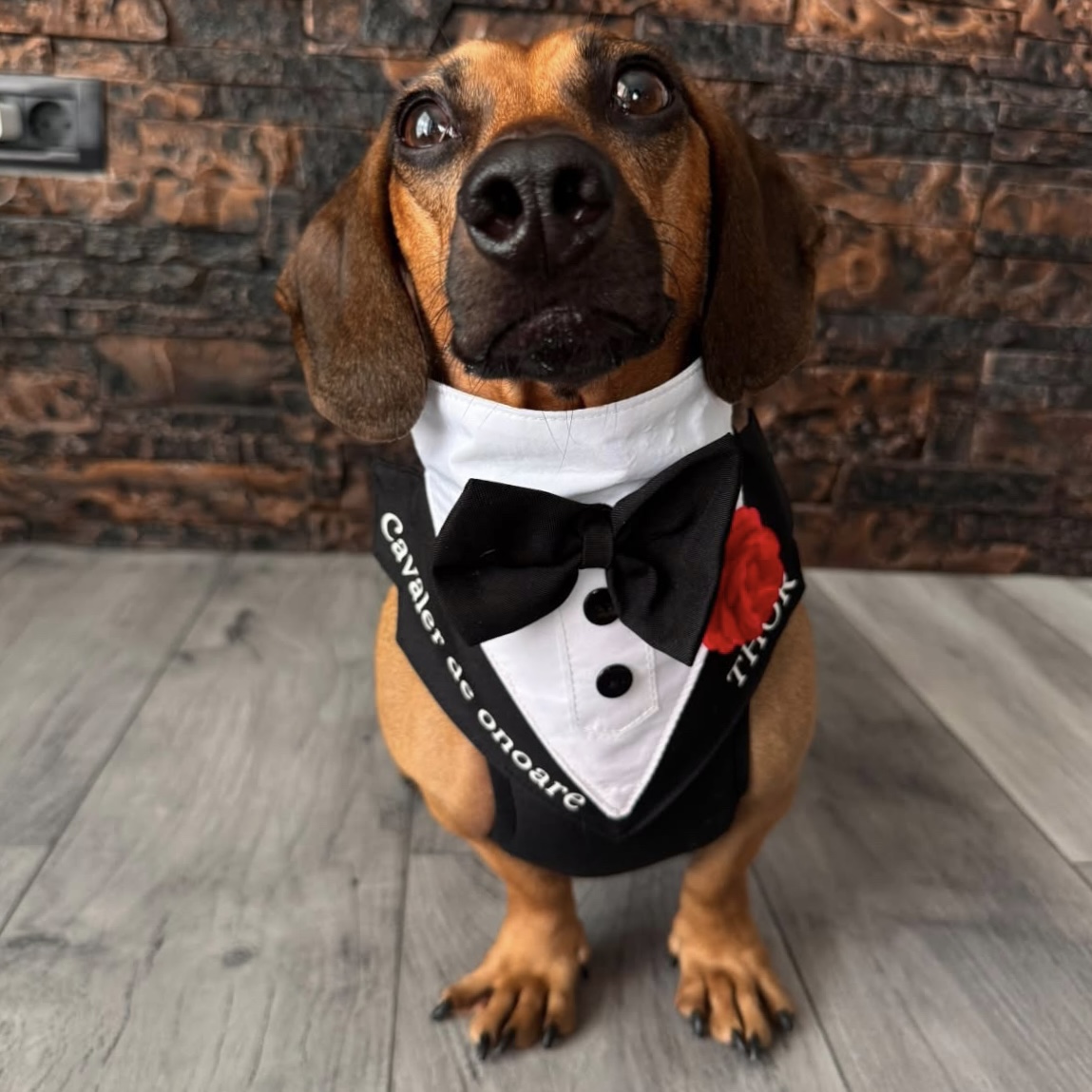 Ham tuxedo elegant pentru catei si pisici cavaler de onoare