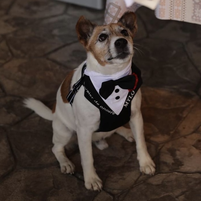 Ham tuxedo elegant pentru catei si pisici cavaler de onoare