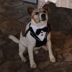 Ham tuxedo elegant pentru catei si pisici cavaler de onoare