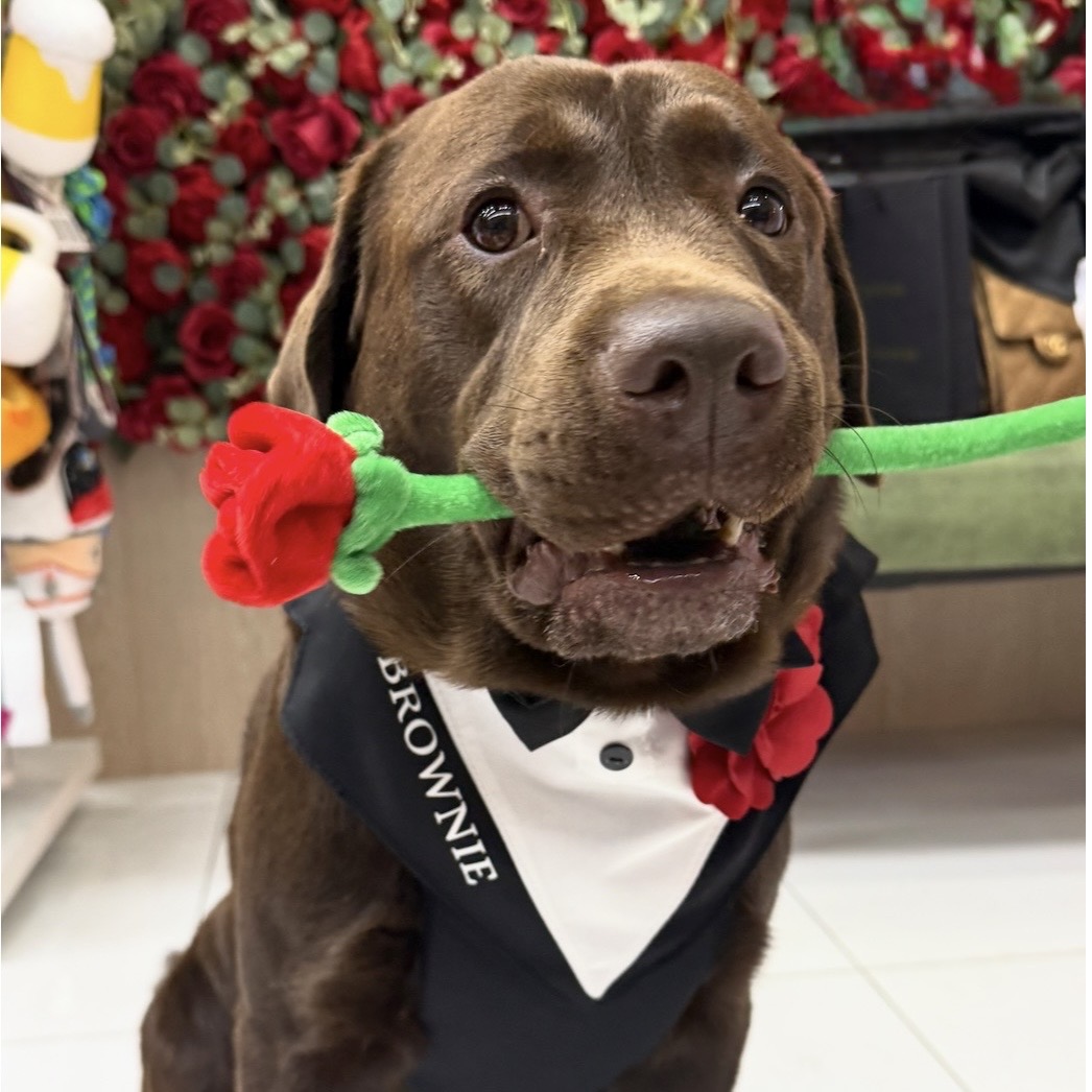 Ham tuxedo elegant pentru catei si pisici personalizat cu numele blanosului