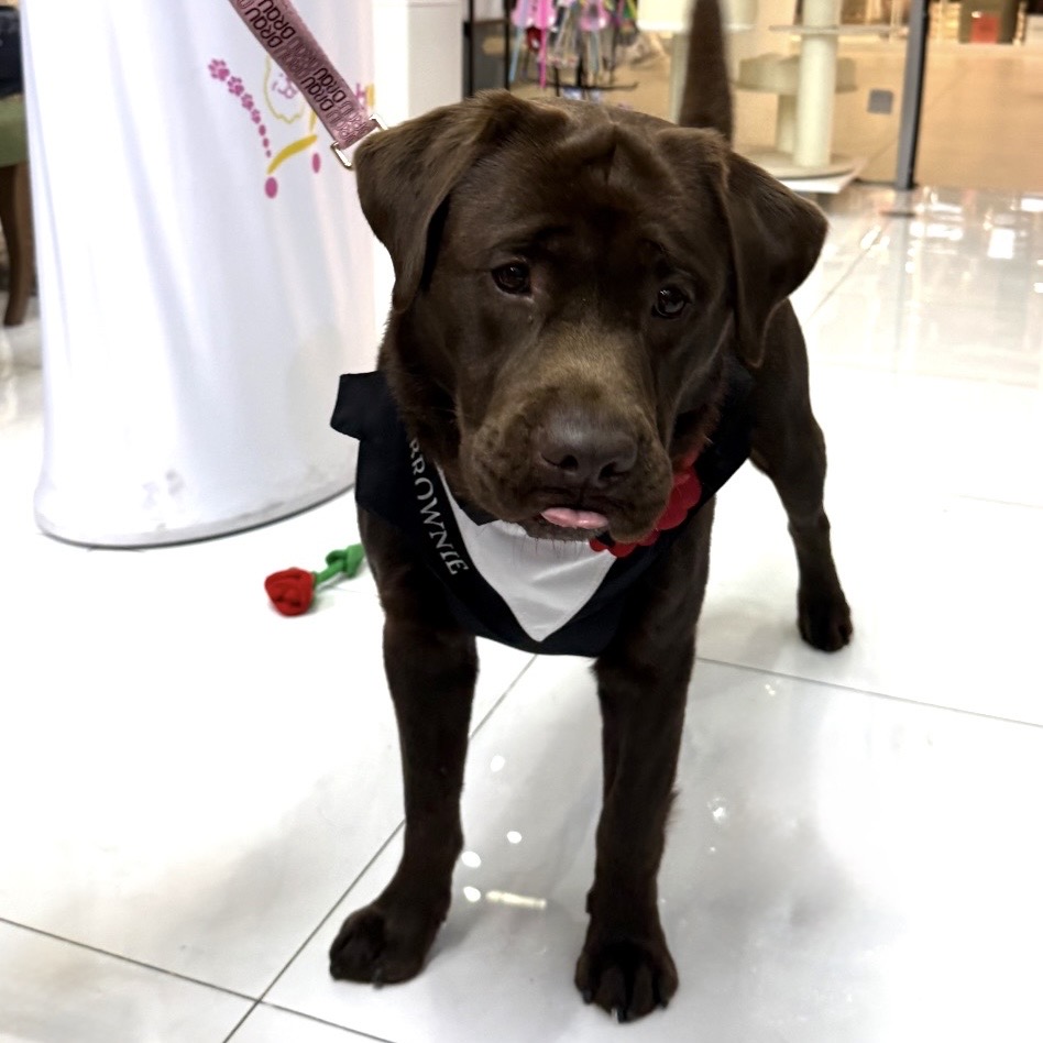 Ham tuxedo elegant pentru catei si pisici personalizat cu numele blanosului