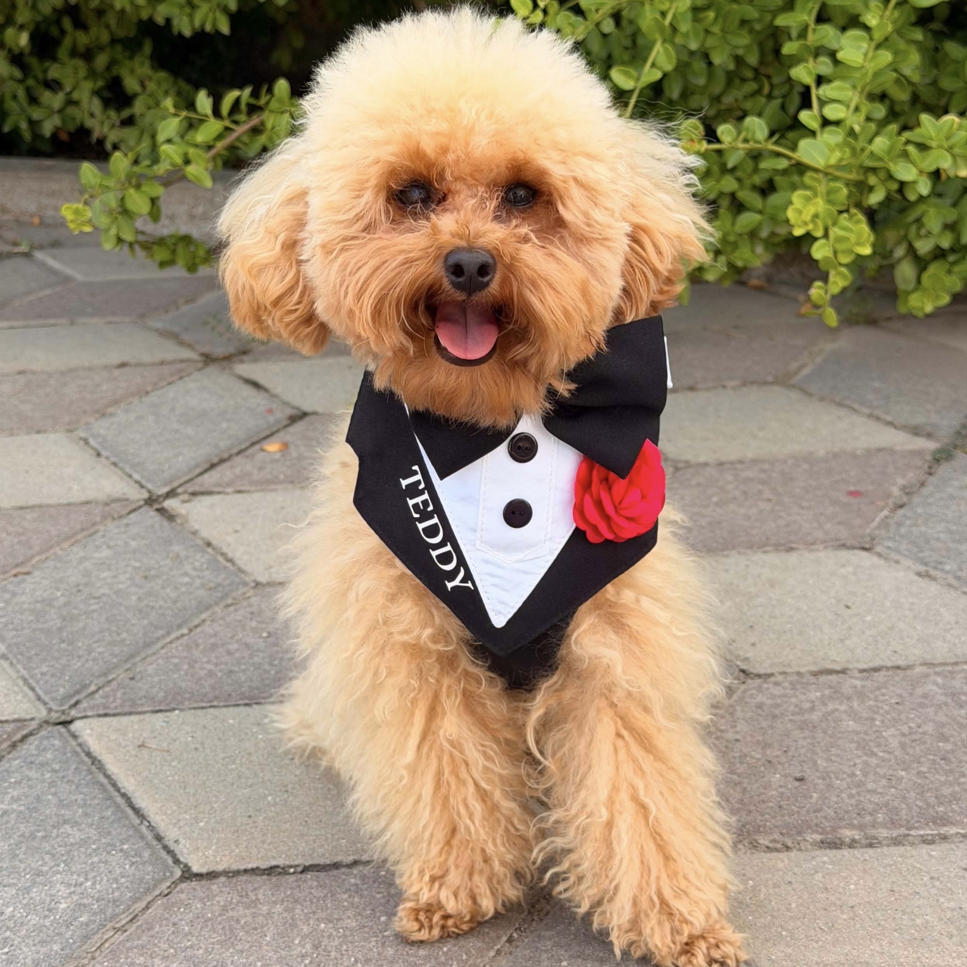 Ham tuxedo elegant pentru catei si pisici personalizat cu numele blanosului