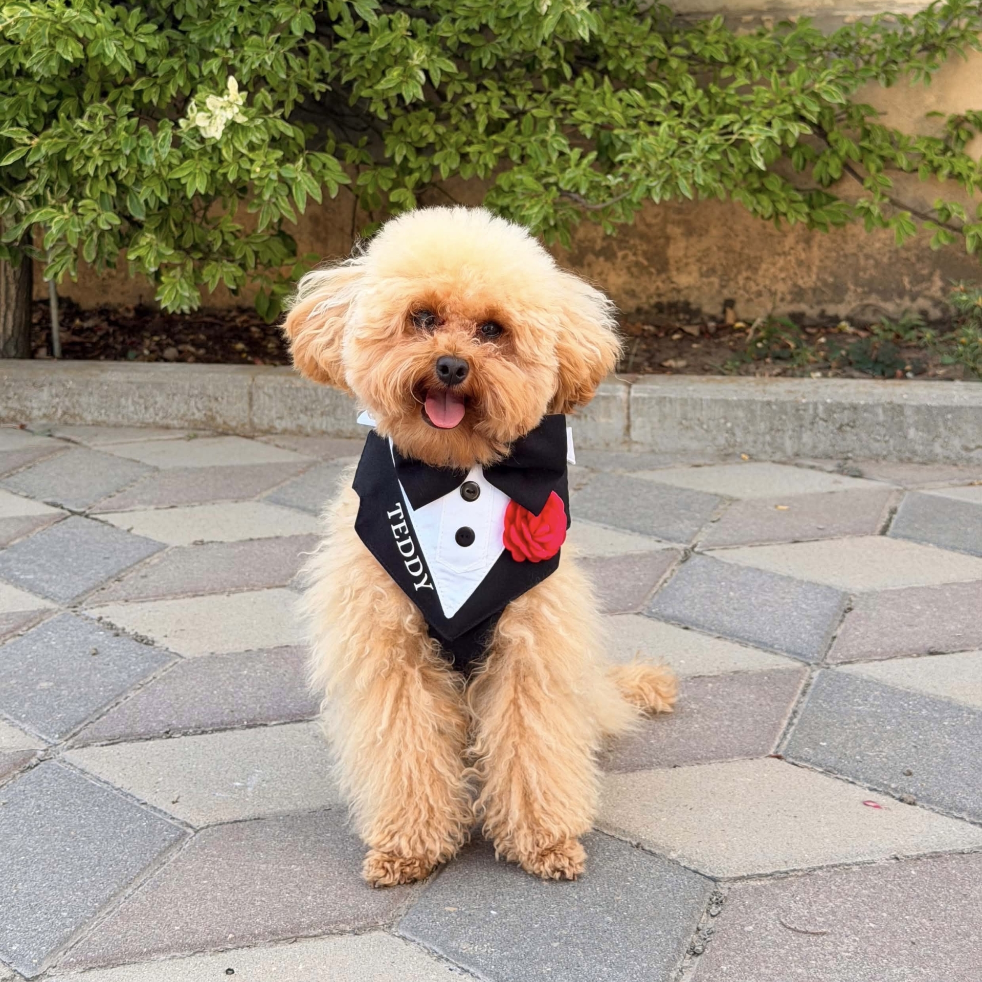 Ham tuxedo elegant pentru catei si pisici personalizat cu numele blanosului