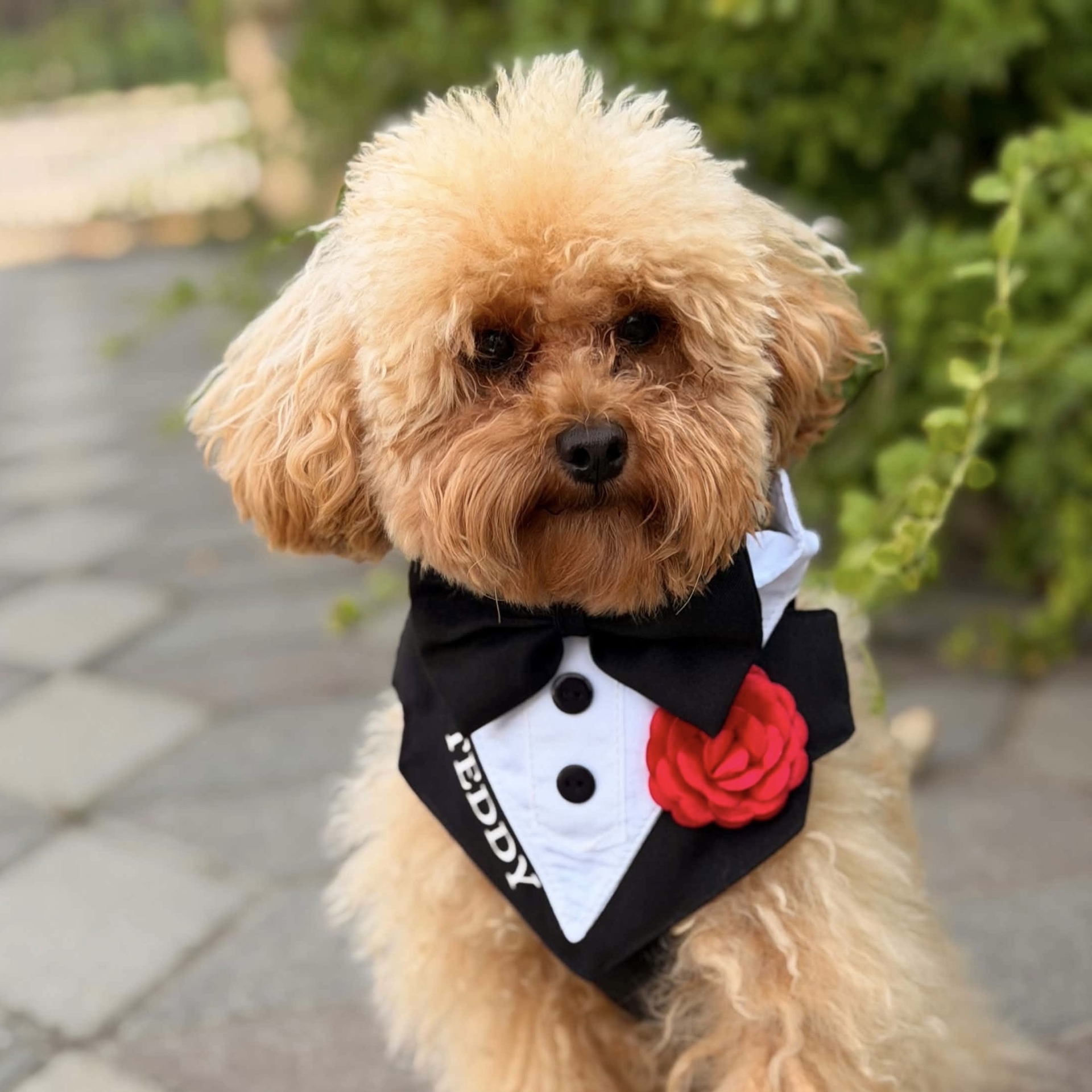 Ham tuxedo elegant pentru catei si pisici personalizat cu numele blanosului