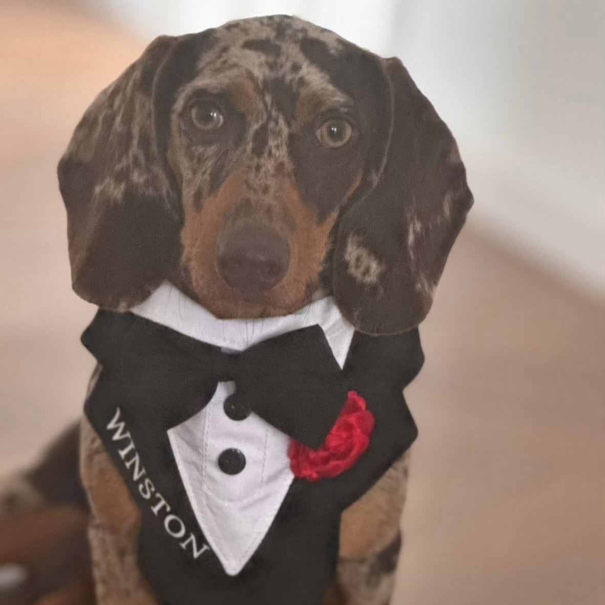 Ham tuxedo elegant pentru catei si pisici personalizat cu numele blanosului