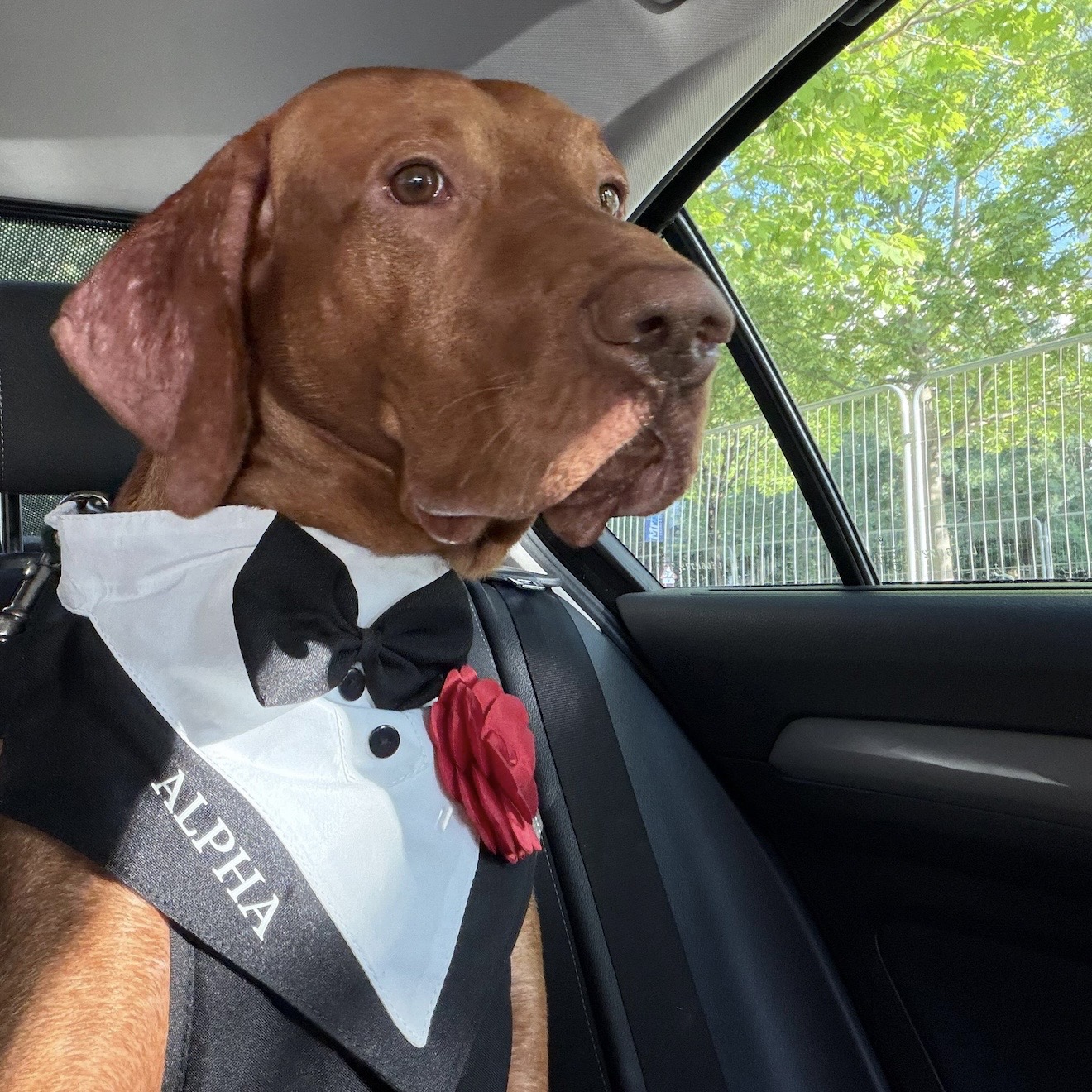 Ham tuxedo elegant pentru catei si pisici personalizat cu numele blanosului