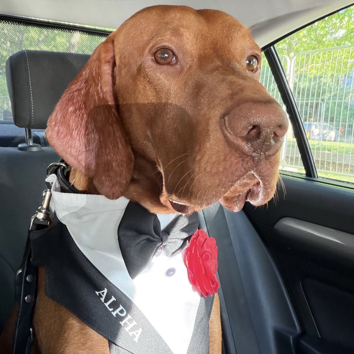 Ham tuxedo elegant pentru catei si pisici personalizat cu numele blanosului
