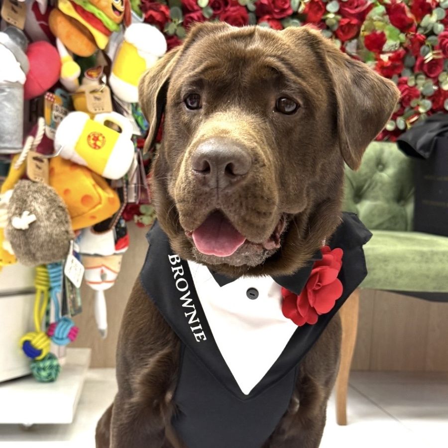 Ham tuxedo elegant pentru catei si pisici personalizat cu numele blanosului
