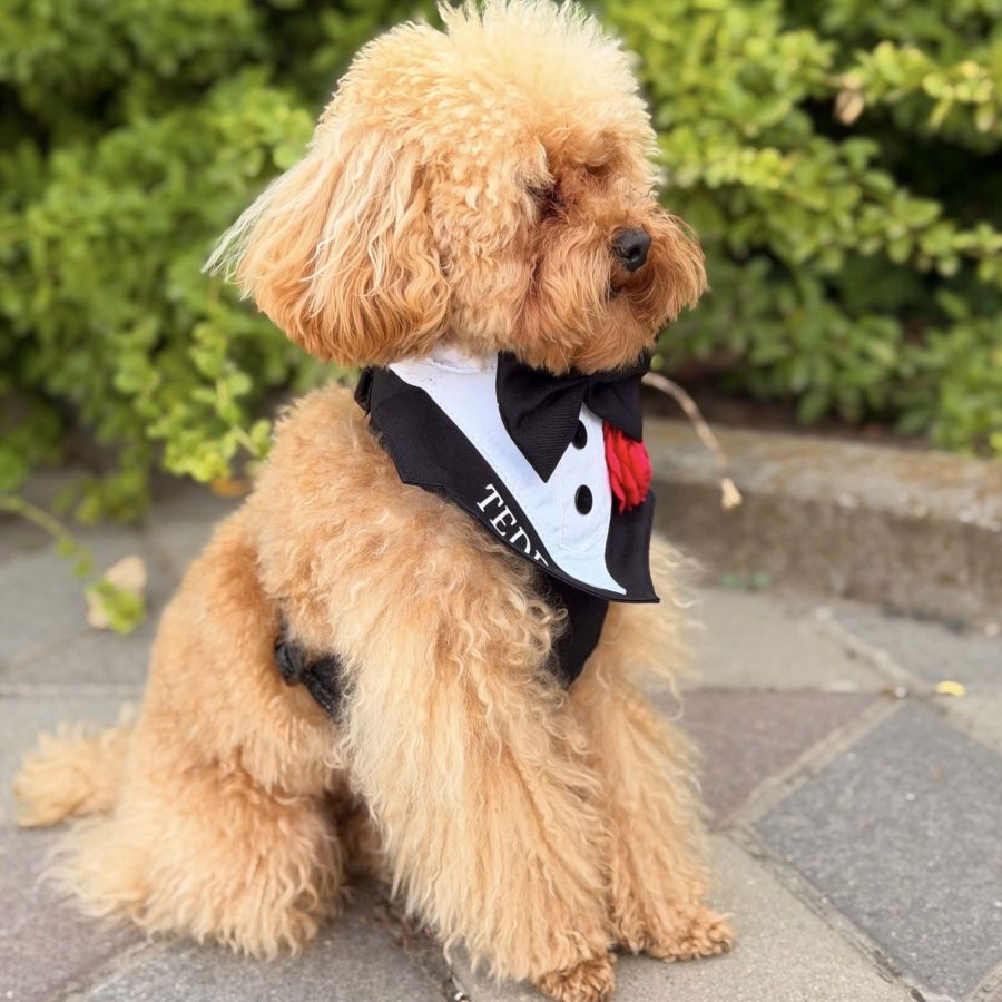 Ham tuxedo elegant pentru catei si pisici personalizat cu numele blanosului