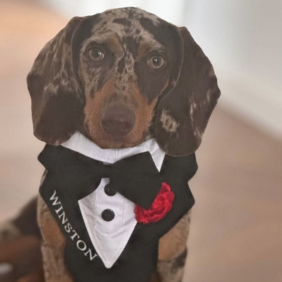 Ham tuxedo elegant pentru catei si pisici personalizat cu numele blanosului
