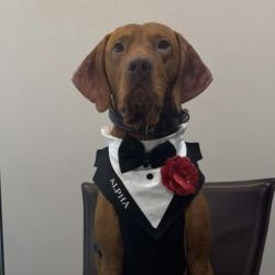 Ham tuxedo elegant pentru catei si pisici personalizat cu numele blanosului