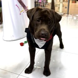 Ham tuxedo elegant pentru catei si pisici personalizat cu numele blanosului
