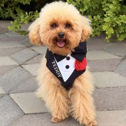 Ham tuxedo elegant pentru catei si pisici personalizat cu numele blanosului
