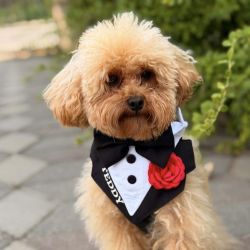 Ham tuxedo elegant pentru catei si pisici personalizat cu numele blanosului