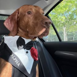 Ham tuxedo elegant pentru catei si pisici personalizat cu numele blanosului