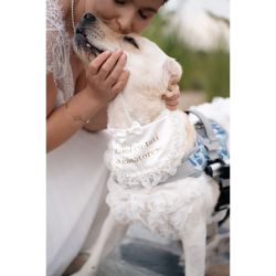 Bandană elegantă pentru câini și pisici, „Mami cu tati se căsătoresc”