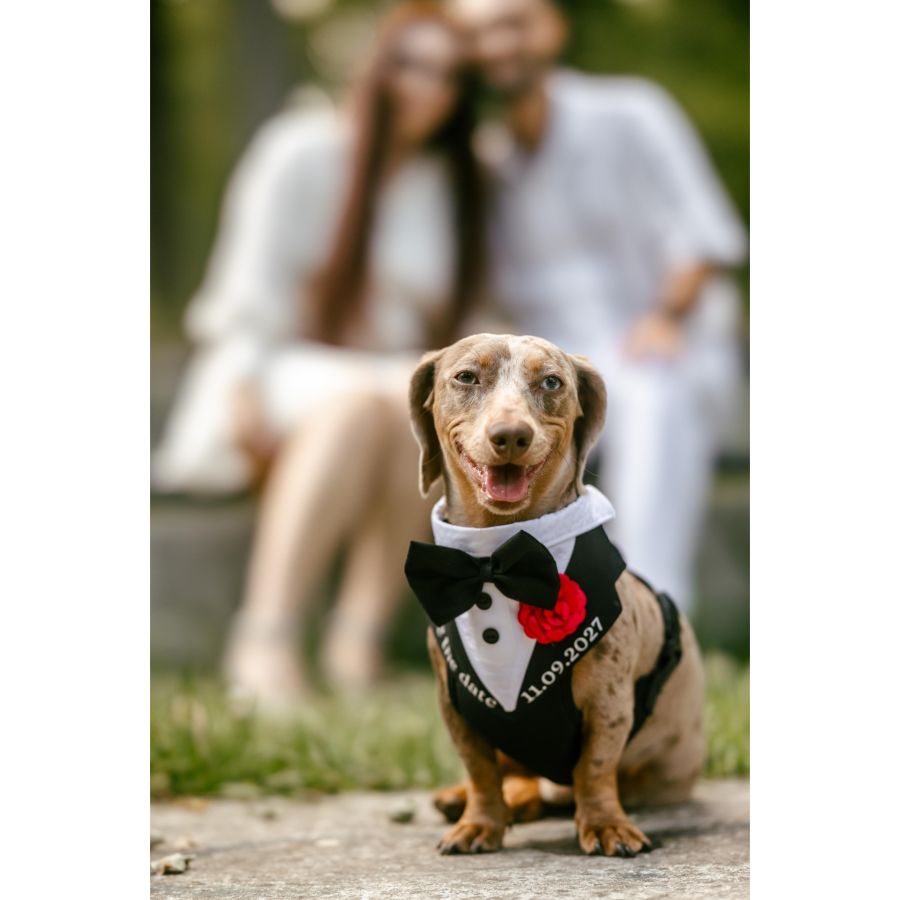 Ham tuxedo elegant pentru catei si pisici Save the date si data nuntii