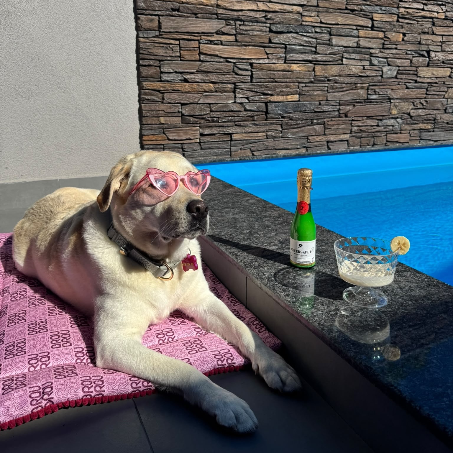 Sampanie pentru caini si pisici CHEERS&PET Reserva Brutal, Prebiotic + Postbiotic, 200 g,transport inclus