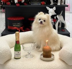 Sampanie pentru caini si pisici CHEERS&PET Reserva Brutal, Prebiotic + Postbiotic, 200 g,transport inclus