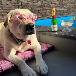 Sampanie pentru caini si pisici CHEERS&PET Reserva Brutal, Prebiotic + Postbiotic, 200 g,transport inclus