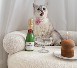Sampanie pentru caini si pisici CHEERS&PET Reserva Brutal, Prebiotic + Postbiotic, 200 g,transport inclus