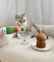 Sampanie pentru caini si pisici CHEERS&PET Reserva Brutal, Prebiotic + Postbiotic, 200 g,transport inclus