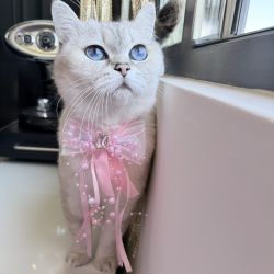 Fundita eleganta cu perle si cristal pentru caini si pisici, cu clema ROZ