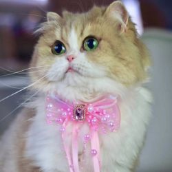 Fundita eleganta cu perle si cristal pentru caini si pisici, cu clema ROZ