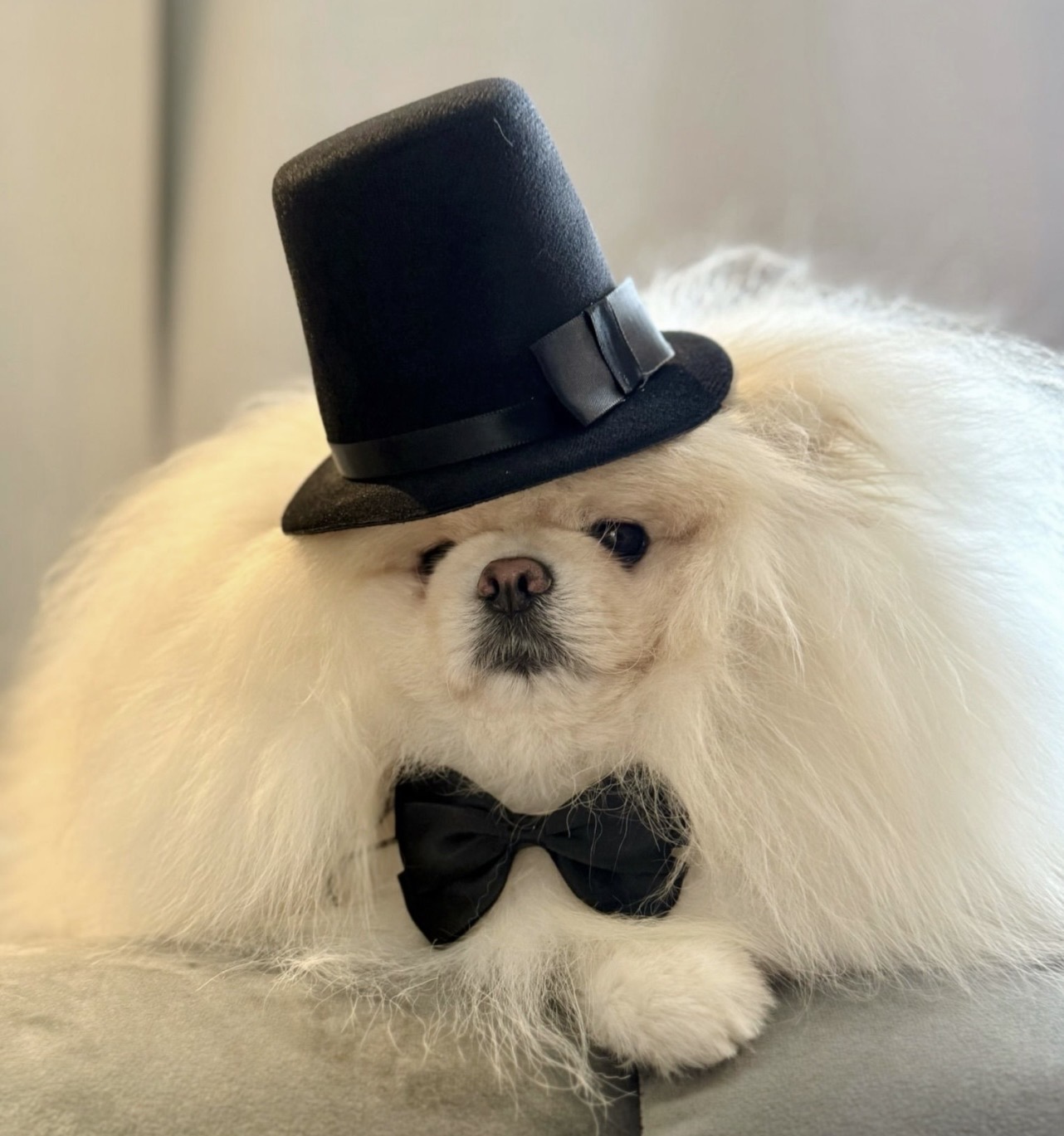 Joben elegant cu papion pentru câini și pisici, accesoriu pentru ocazii speciale