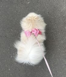 Set ham cu lesa pentru caini si pisici, roz cu volane, funda si cristal